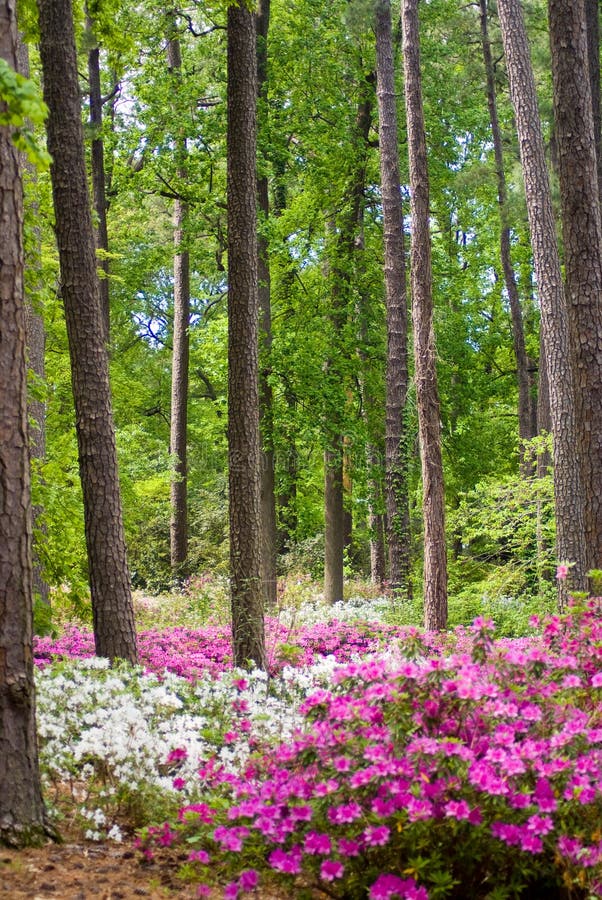 AzaleeGarten stockbild. Bild von garten, wald, pink