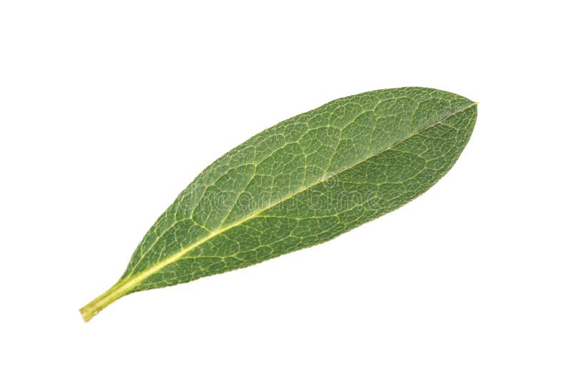 Azalia leaf