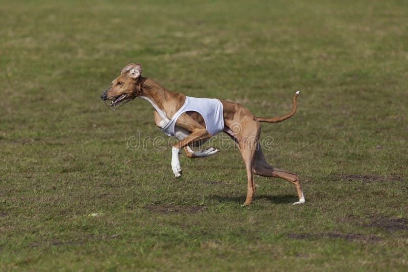 Purebred Azawakh hound at lure coursing race. Purebred Azawakh hound at lure coursing race