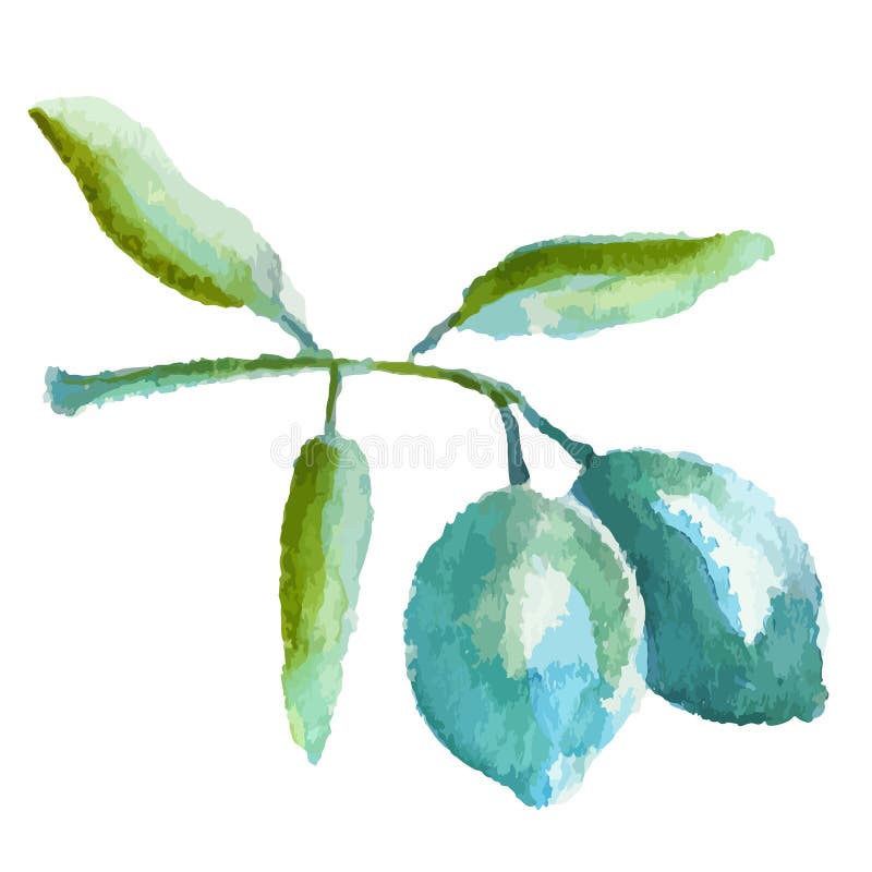 Azeitonas ilustração stock