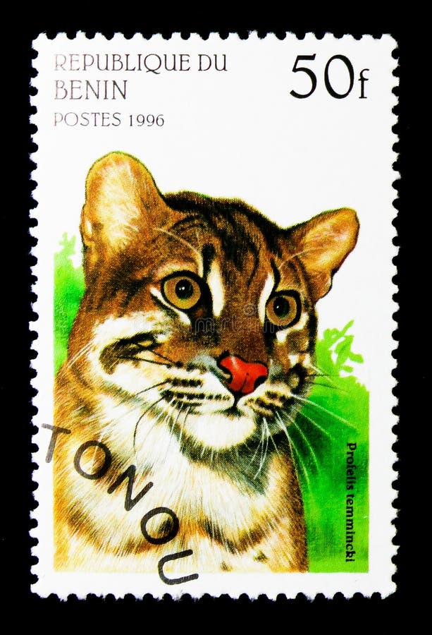 Aziatische Kat (Pardofelis-temminckii), Grote Katten Serie, Circ Redactionele Stock Afbeelding - Image of fauna, ontwerp: 116019349