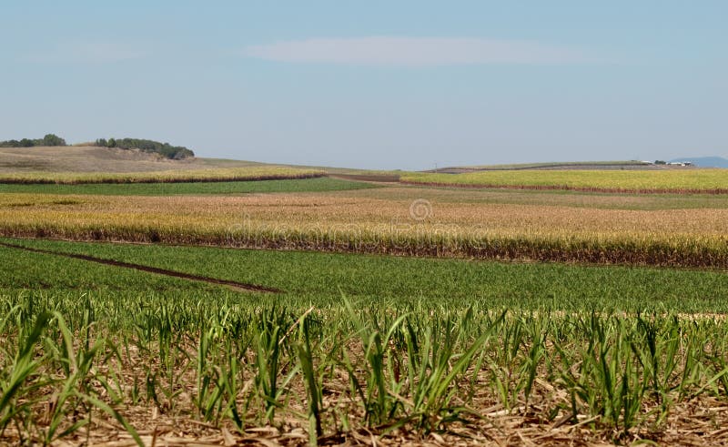Azienda agricola australiana della canna da zucchero di industria saccarifera immagini stock libere da diritti Azienda agricola australiana della canna da zucchero di industria saccarifera immagini stock libere da diritti