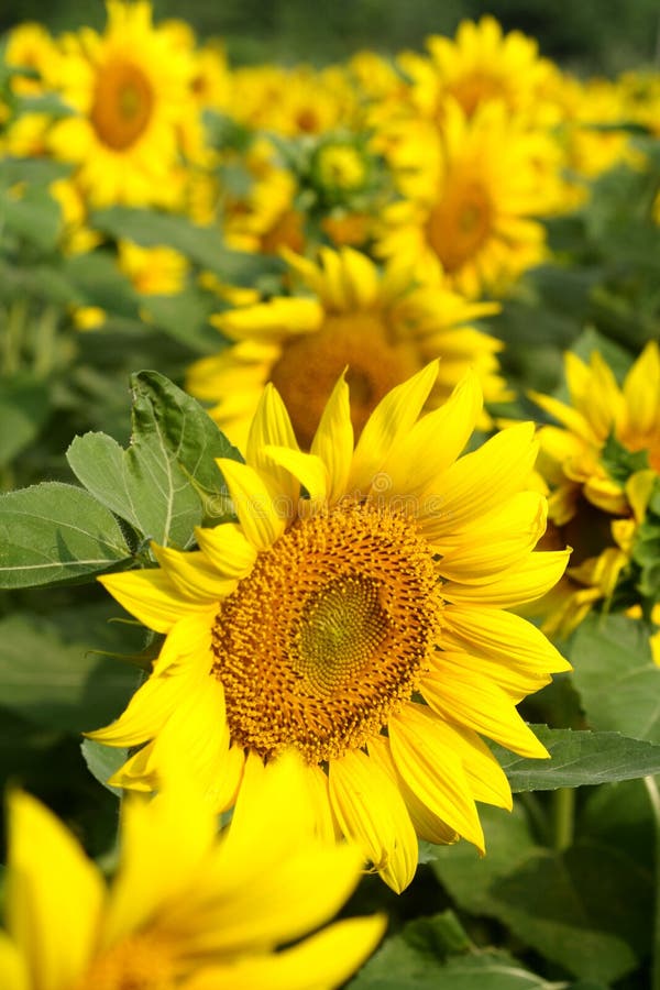 Azienda agricola del girasole fotografia stock Azienda agricola del girasole fotografia stock