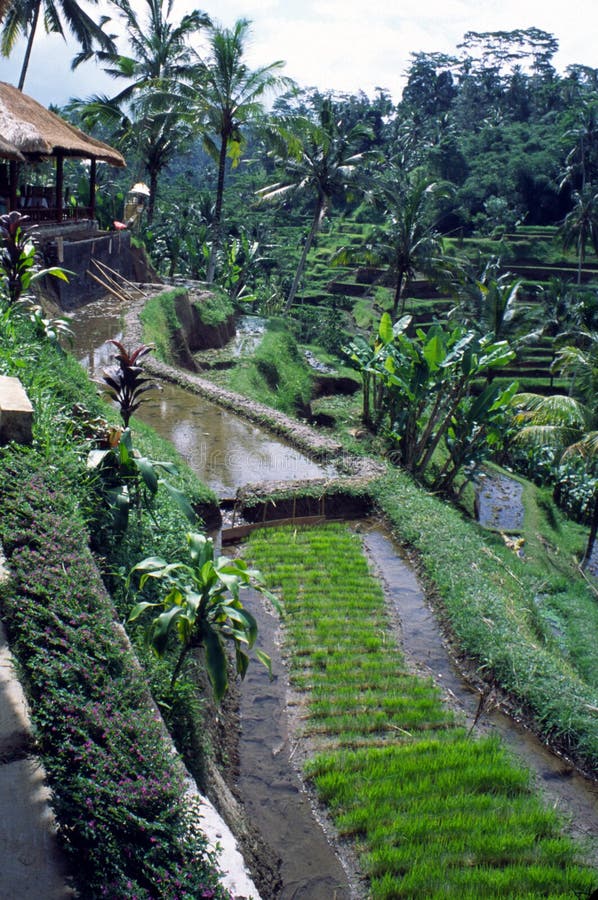 Azienda agricola del Java