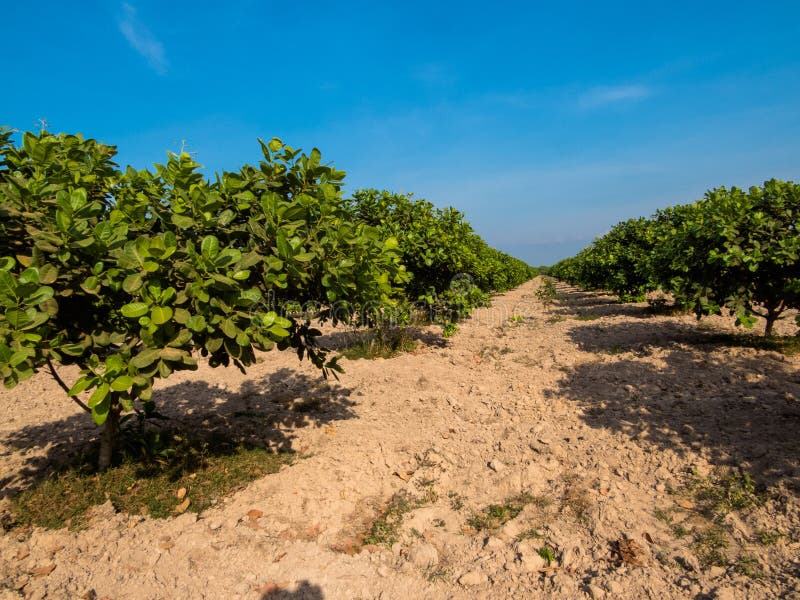 Azienda agricola dell'anacardio fotografia stock Azienda agricola dell'anacardio fotografia stock