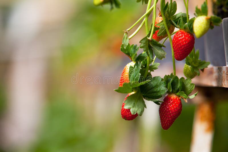 Azienda agricola della fragola fotografie stock libere da diritti Azienda agricola della fragola fotografie stock libere da diritti