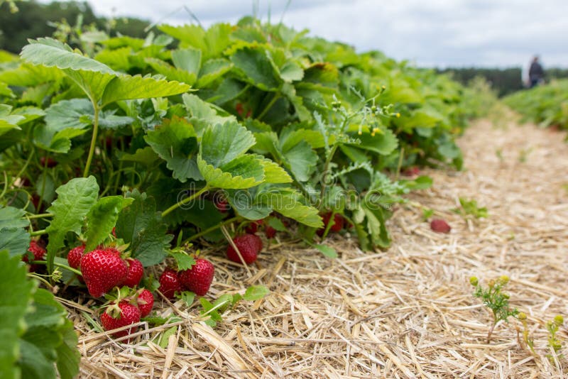 Azienda agricola della fragola fotografia stock libera da diritti Azienda agricola della fragola fotografia stock libera da diritti