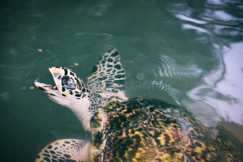 Azienda agricola della tartaruga verde e nuotare tartaruga su stagno - mare del hawksbill che mangia alimento d'alimentazione fotografia stock libera da diritti Azienda agricola della tartaruga verde e nuotare tartaruga su stagno - mare del hawksbill che mangia alimento d'alimentazione fotografia stock libera da diritti