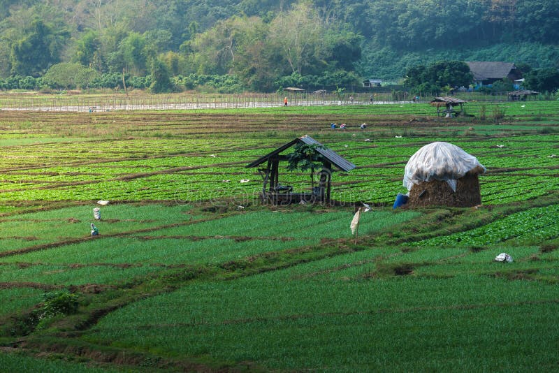 Azienda agricola di verdure rurale della Tailandia immagine stock Azienda agricola di verdure rurale della Tailandia immagine stock
