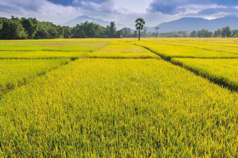 Azienda agricola dorata del riso della Tailandia immagine stock Azienda agricola dorata del riso della Tailandia immagine stock