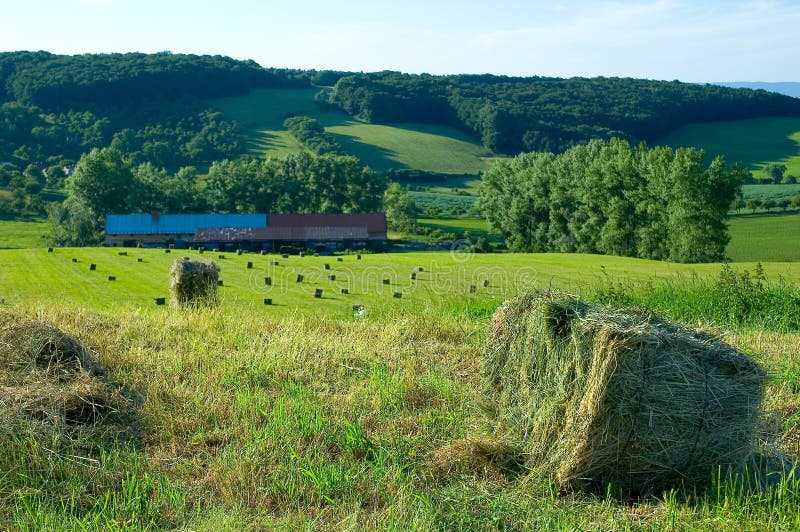 Hay bales in farm field. Hay bales in farm field