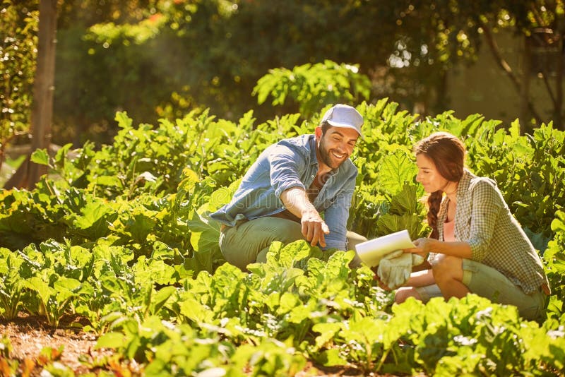 Azienda di giardinaggio e coppia con piante per il controllo della crescita e della raccolta delle colture. campagna agricola e immagini stock