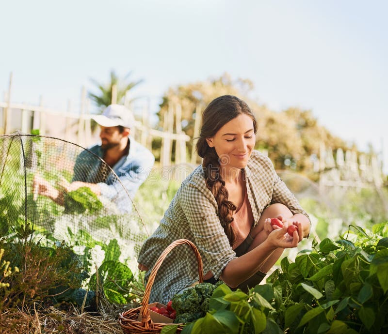 Azienda di giardinaggio e donna in natura con pomodoro per l'ispezione del suolo in crescita e la raccolta di colture. campagna ag fotografie stock libere da diritti