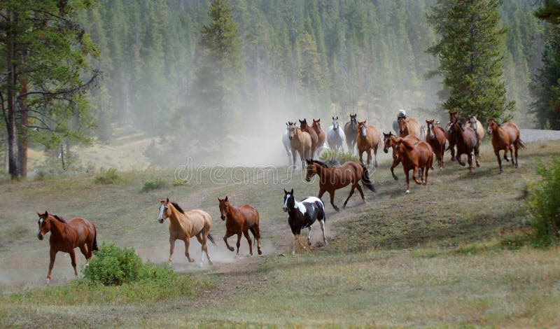 Azionamento 1 del cavallo immagini stock libere da diritti
