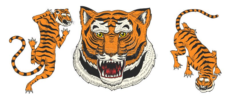 Azjatyccy tygrysy w rocznika japońskim stylu dla logo blisko twarz Dzikie zwierzę koty Drapieżniki od dżungli ręka patroszona ilustracji Azjatyccy tygrysy w rocznika japońskim stylu dla logo blisko twarz Dzikie zwierzę koty Drapieżniki od dżungli ręka patroszona ilustracji