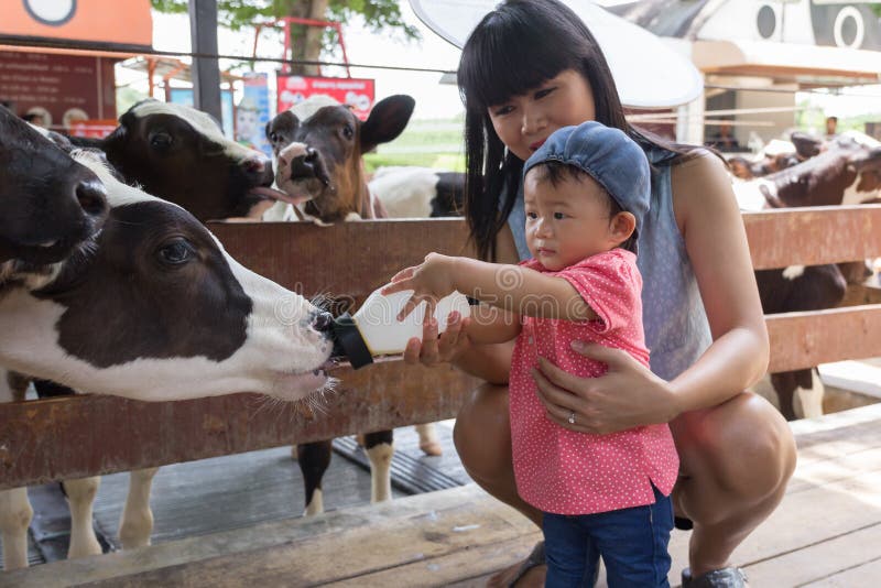 Asian beautiful mother is take care your cute new born baby feeding milk for baby cow in the farm, Activities family to enhance the learning experience of children. Asian beautiful mother is take care your cute new born baby feeding milk for baby cow in the farm, Activities family to enhance the learning experience of children.