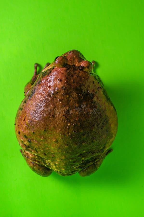Azjatyckiego Bullfrog Pyzata żaba zdjęcia royalty free Azjatyckiego Bullfrog Pyzata żaba zdjęcia royalty free