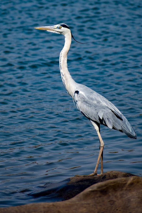 azjatykci openbill zdjęcia royalty free azjatykci openbill zdjęcia royalty free