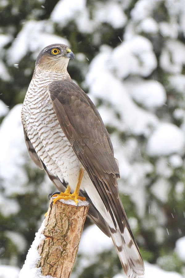 Azor septentrional (gentilis del Accipiter) fotografía de archivo libre de regalías Azor septentrional (gentilis del Accipiter) fotografía de archivo libre de regalías