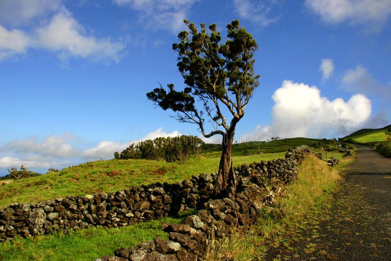 Azores stock image. Image of motion, road, land, meadow 3282763