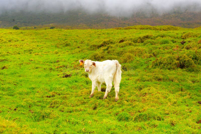 Azzorre vitello con il bianco soffice pelliccia pascolare liberamente nel paesaggio vulcanico.