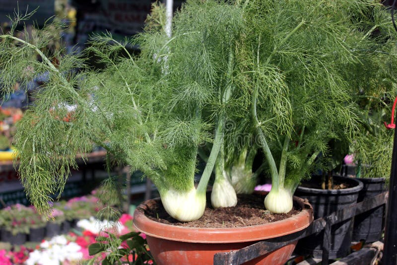Azoricum Foeniculum vulgare VAR, μάραθο της Φλωρεντίας στοκ εικόνες με δικαίωμα ελεύθερης χρήσης