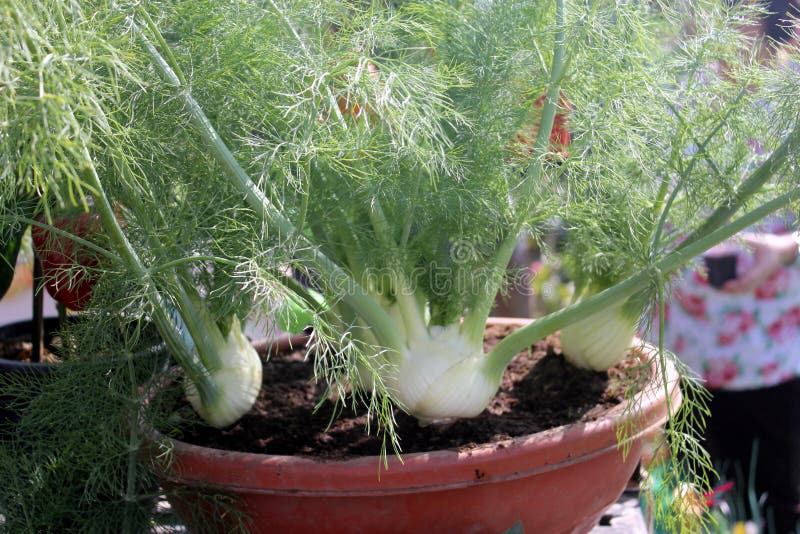 Azoricum Foeniculum vulgare VAR, μάραθο της Φλωρεντίας στοκ φωτογραφία με δικαίωμα ελεύθερης χρήσης