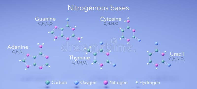 Azotanowe zasady adenina guanina cytozyna tymina uracyl struktury molekularne 3d wzór strukturalny chemiczny oraz ilustracji