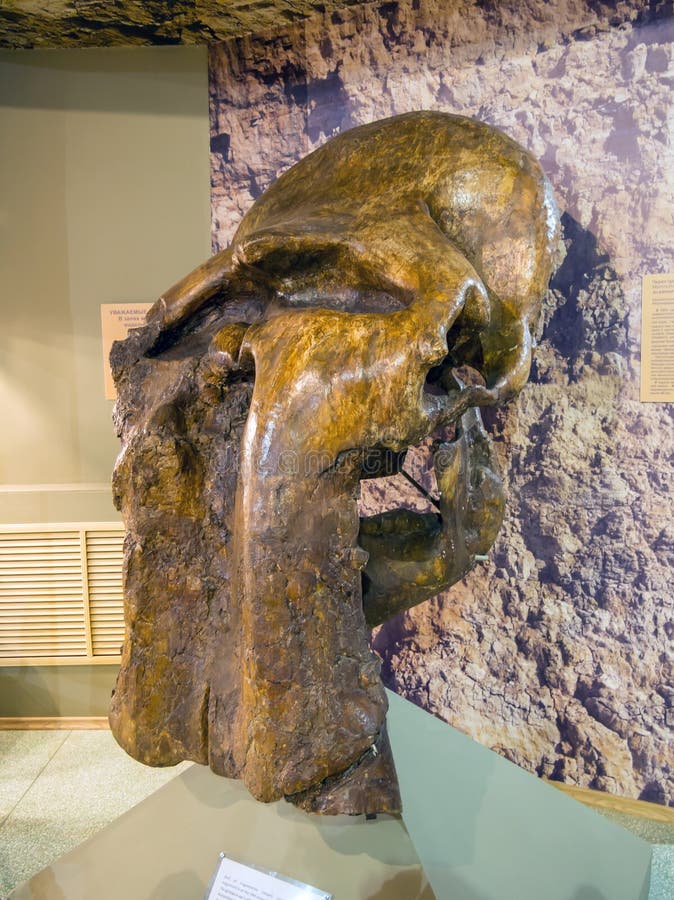 Skull of the trogonterium steppe mammoth. Exhibit of the Azov Paleontological Museum.