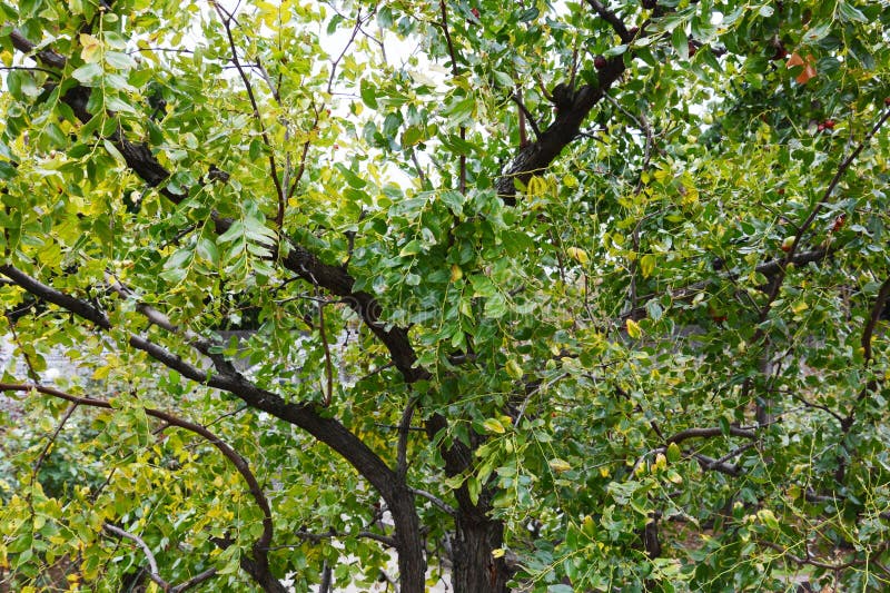 Azufaifas imagen de archivo. Imagen de azufaifa, salvaje - 6696707