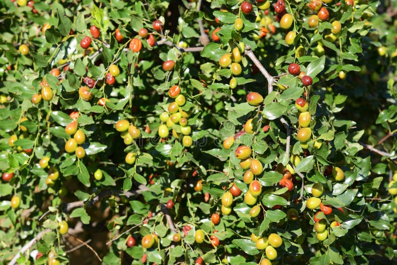 Una Rama Del Azufaifa-buen Lat De La Cosecha Jujuba Del Ziziphus Foto