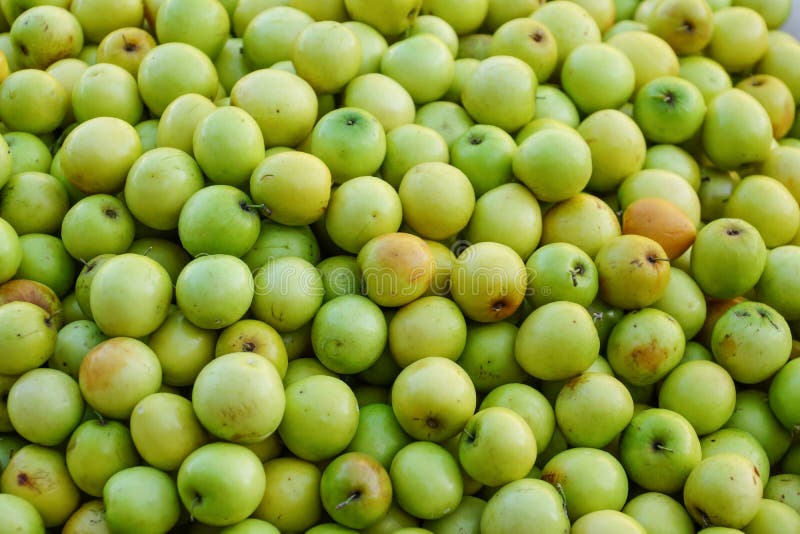 El árbol Indio De La Azufaifa, árbol Grande Que Crece En El Campo De