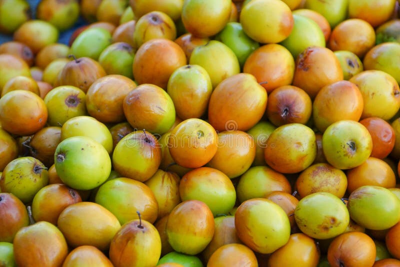 El árbol Indio De La Azufaifa, árbol Grande Que Crece En El Campo De