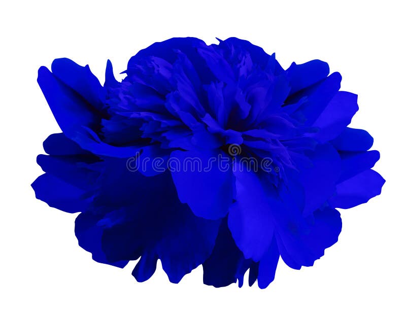 Peony flower blue on isolated white background with clipping path no shadows. Close-up. For design. Nature. Peony flower blue on isolated white background with clipping path no shadows. Close-up. For design. Nature.