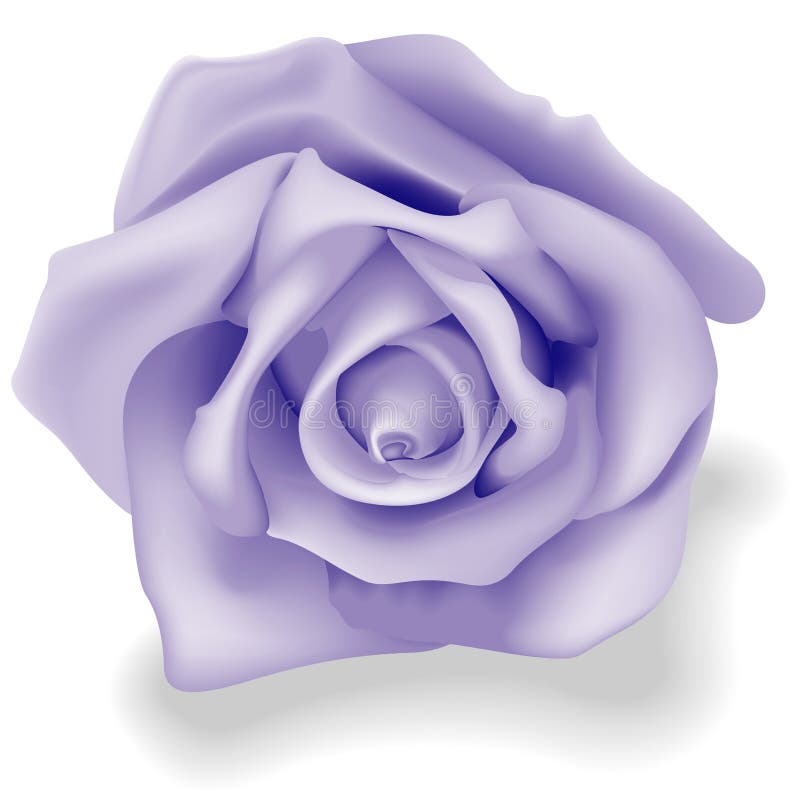 Azul de Rosa ilustração stock Azul de Rosa ilustração stock