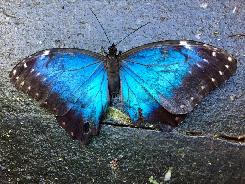 Azul azul do mariposa do motyl do niebieski da borboleta de Morphio fotografia de stock Azul azul do mariposa do motyl do niebieski da borboleta de Morphio fotografia de stock