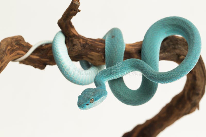 Serpente Azul-insularis Víbora Venenosa Imagem de Stock - Imagem