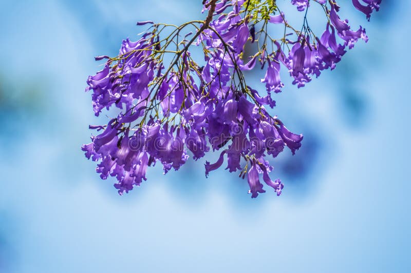 Azul-roxo Jacaranda Mimosifolia Closeup Em Pretória África Do Sul Contra O  Céu Azul Imagem de Stock - Imagem de alinhado, outubro: 162777417