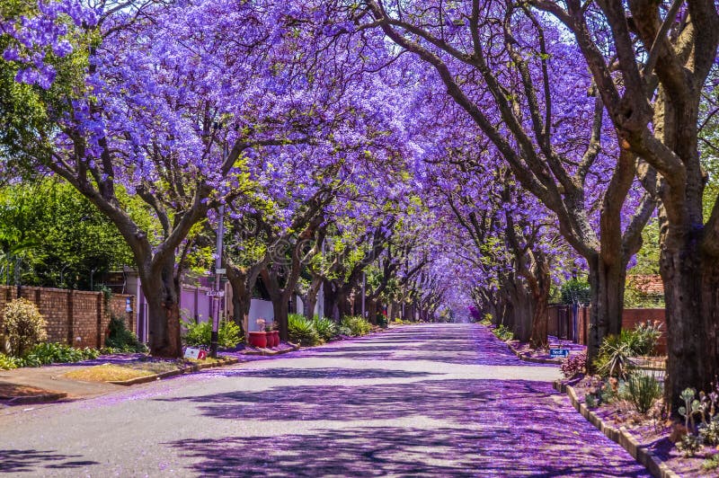 Azul-roxo Jacaranda Mimosifolia Floresceu Nas Ruas De Pretória Durante a  Primavera Em Outubro Na África Do Sul Foto de Stock - Imagem de nave, mola:  162777688