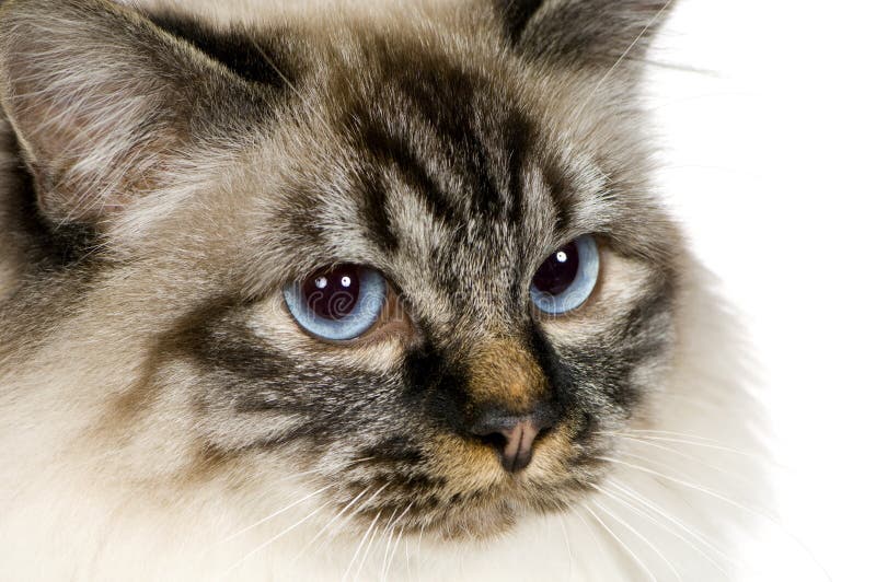 Azul-tabby-ponto Birman (18 meses) fotos de stock Azul-tabby-ponto Birman (18 meses) fotos de stock