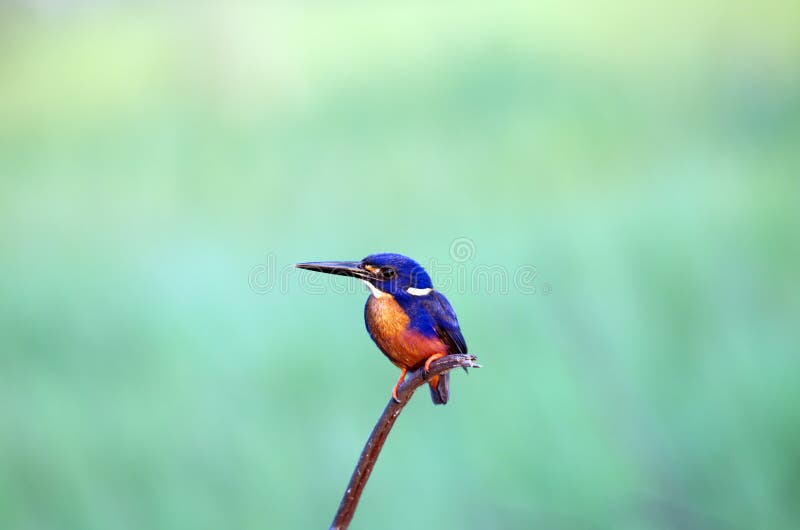 Azure Kingfisher photos stock Azure Kingfisher photos stock