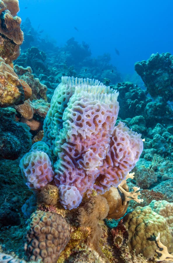 can the azure vase sponge move can the azure vase sponge move