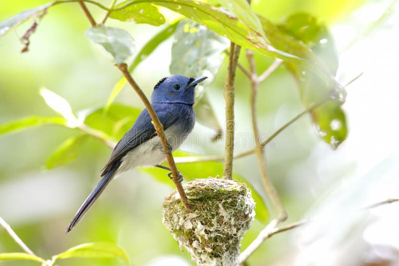 Azurea negro-naped de Hypothymis del monarca foto de archivo Azurea negro-naped de Hypothymis del monarca foto de archivo