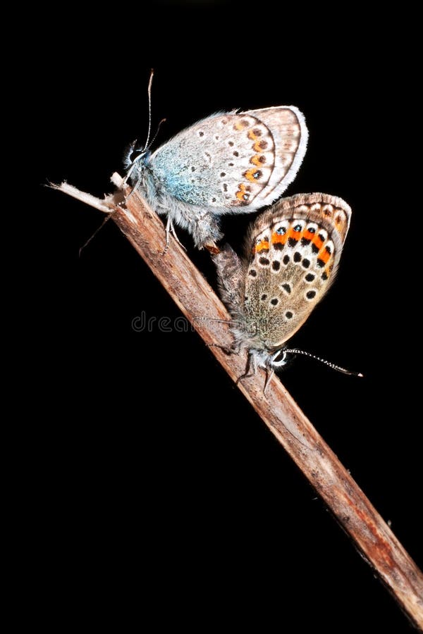 azzurro Argento-fissato (Plebejus Argus) immagini stock libere da diritti azzurro Argento-fissato (Plebejus Argus) immagini stock libere da diritti