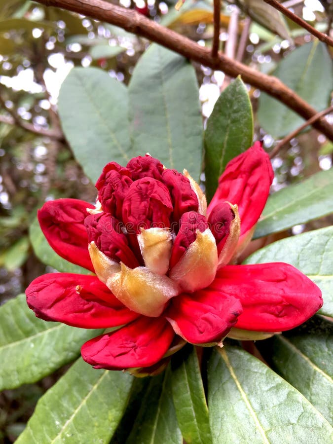 A azálea que vermelha grande a flor Tailândia aumentou, amesiae do rododendro está florescendo no jardim fotografia de stock royalty free A azálea que vermelha grande a flor Tailândia aumentou, amesiae do rododendro está florescendo no jardim fotografia de stock royalty free