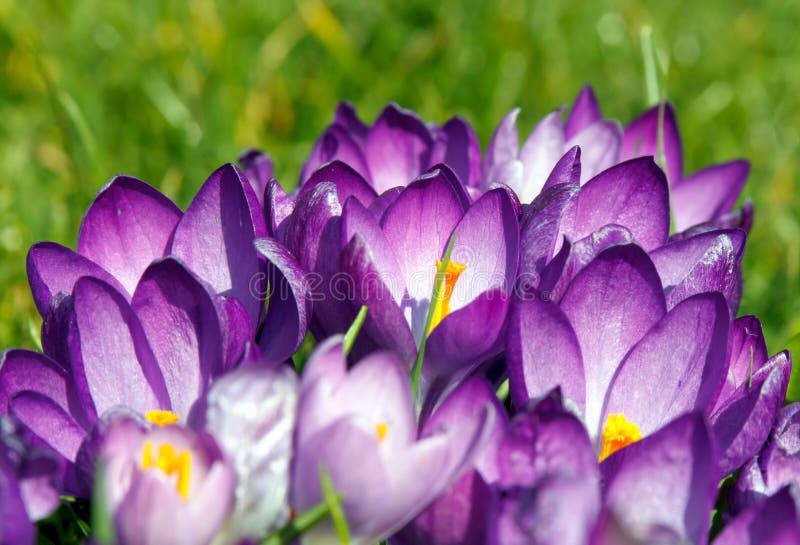 Dominant violet crocus flowers in full bloom at springtime. Dominant violet crocus flowers in full bloom at springtime