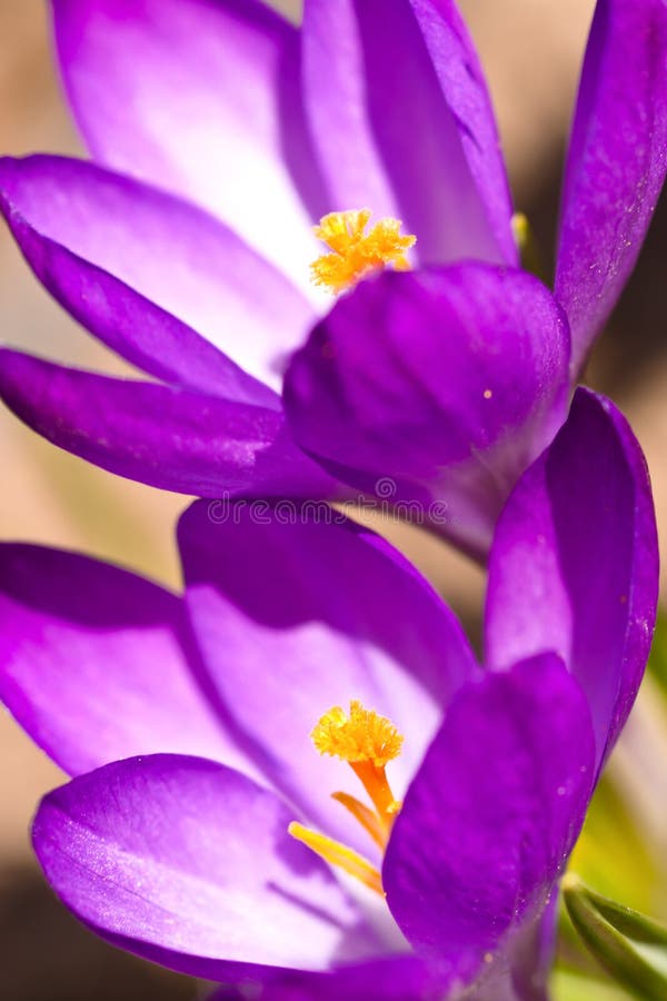 Two flowers violet crocus, macro. Two flowers violet crocus, macro