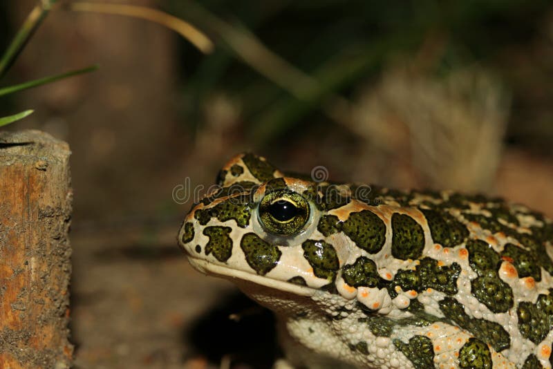 Açaime de um sapo (viridis de Bufo). Sapo velho na noite na caça.