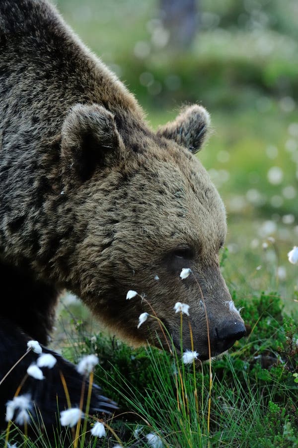 Bar Der Die Blumen Riecht Stockfoto Bild Von Spat Nave 22609996