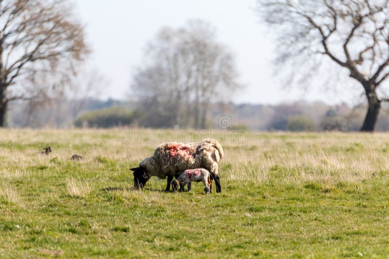 Moutons De Bebe Du Suffolk Avec Des Moutons De Mere A La Ferme Image Stock Image Du Tete Animal Moutons De Bebe Du Suffolk Avec Des Moutons De Mere A La Ferme Image Stock Image Du Tete Animal
